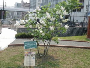 フローラ1953　0520-001